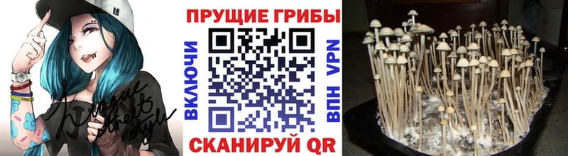 Псилоцибиновые грибы прущие грибы  дарнет шоп  Змеиногорск 